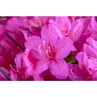 Rhododendron obt.'Diamant Purpur' -r- c 2 15- 20 von PFLANZEN-FÜR-DICH.DE
