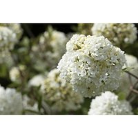 Pflanzen-für-dich.de - Schneeball 'Eskimo' Viburnum 'Eskimo' Sta c 15 Krone mehrj. Sth. 125- von PFLANZEN-FÜR-DICH.DE