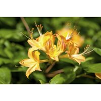 Pflanzen-für-dich.de - Sommergrüne Azalee 'Arpege' Rhododendron viscosum 'Arpege' c 5 40- 50 Pflanzen-für-dich.de - Sommergrüne Azalee 'Arpege' Rhododendron viscosum 'Arpege' c 5 40- 50 von PFLANZEN-FÜR-DICH.DE