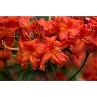 Pflanzen-für-dich.de - Sommergrüne Azalee 'Balzac' Rhododendron lut.'Balzac' c 5 40- 50 Pflanzen-für-dich.de - Sommergrüne Azalee 'Balzac' Rhododendron lut.'Balzac' c 5 40- 50 von PFLANZEN-FÜR-DICH.DE