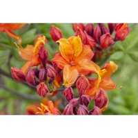 Pflanzen-für-dich.de - Sommergrüne Azalee 'Sunny Boy' Rhododendron lut.'Sunny Boy' C5 30- 40 Pflanzen-für-dich.de - Sommergrüne Azalee 'Sunny Boy' Rhododendron lut.'Sunny Boy' C5 30- 40 von PFLANZEN-FÜR-DICH.DE