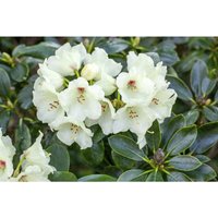 Pflanzen-für-dich.de - Yaku-Rhododendron 'Flava' Rhododendron yak.'Flava' c 3 25- 30 Pflanzen-für-dich.de - Yaku-Rhododendron 'Flava' Rhododendron yak.'Flava' c 3 25- 30 von PFLANZEN-FÜR-DICH.DE