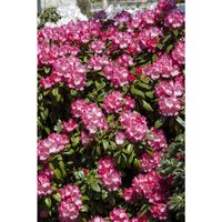 Pflanzen-für-dich.de - Yaku-Rhododendron 'Morgenrot' Rhododendron yak.'Morgenrot' c 5 30- 40 Pflanzen-für-dich.de - Yaku-Rhododendron 'Morgenrot' Rhododendron yak.'Morgenrot' c 5 30- 40 von PFLANZEN-FÜR-DICH.DE