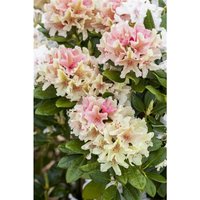 Pflanzen-für-dich.de - Yaku-Rhododendron 'Percy Wiseman' Rhododendron yak.'Percy Wiseman' 4L 30- 40 von PFLANZEN-FÜR-DICH.DE