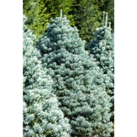 Pflanzen-für-dich.de - Zwerg-Korktanne 'Compacta' Abies lasiocarpa 'Compacta' c 20 60- 70 Pflanzen-für-dich.de - Zwerg-Korktanne 'Compacta' Abies lasiocarpa 'Compacta' c 20 60- 70 von PFLANZEN-FÜR-DICH.DE