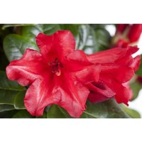 Pflanzen-für-dich.de - Zwergrhododendron 'Baden-Baden' Rhododendron repens 'Baden-Baden' c 2 20- 25 Pflanzen-für-dich.de - Zwergrhododendron 'Baden-Baden' Rhododendron repens 'Baden-Baden' c 2 20- 25 von PFLANZEN-FÜR-DICH.DE