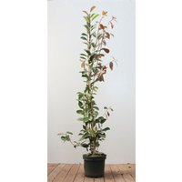 Pflanzen-für-dich.de - Photinia fraseri 'Red Robin' c 125- 150 Pflanzen-für-dich.de - Photinia fraseri 'Red Robin' c 125- 150 von PFLANZEN-FÜR-DICH.DE