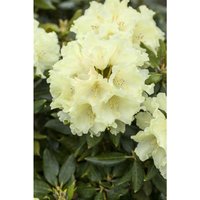 Rhododendron 'Goldkrone'® Rhododendron Hybr.'Goldkrone' -R- C 5 30- 40 von PFLANZEN-FÜR-DICH.DE