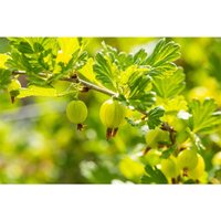 Ribes uva-crispa 'Hinnonmäki Grün' 3,5L Krone mehrj. Sth. 60- von PFLANZEN-FÜR-DICH.DE