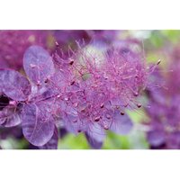 Pflanzen-für-dich.de - Roter Perückenstrauch 'Royal Purple' Cotinus coggygria 'Royal Purple' Sta c 7,5 Krone mehrj. Sth. 70- Pflanzen-für-dich.de - Roter Perückenstrauch 'Royal Purple' Cotinus coggygria 'Royal Purple' Sta c 7,5 Krone mehrj. Sth. 70- von PFLANZEN-FÜR-DICH.DE