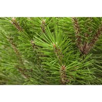 Schwarzkiefer 'Kleiner Turm' Pinus nigra 'Kleiner Turm' C 4 30- 40 von PFLANZEN-FÜR-DICH.DE