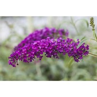 Pflanzen-für-dich.de - Buddleja davidii 'Royal Red' 7,5 100- 125 von PFLANZEN-FÜR-DICH.DE