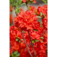 Sommergrüne Azalee 'Nabucco' Rhododendron lut.'Nabucco' C5 30- 40 Sommergrüne Azalee 'Nabucco' Rhododendron lut.'Nabucco' C5 30- 40 von PFLANZEN-FÜR-DICH.DE