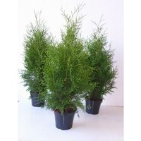 Pflanzen-für-dich.de - Thuja occidentalis 'Brabant' 5L 80- 100 von PFLANZEN-FÜR-DICH.DE