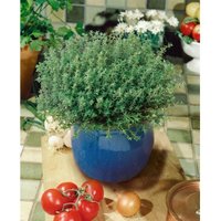 Pflanzen-für-dich.de - Thymus vulgaris 'Compactus' c 3 von PFLANZEN-FÜR-DICH.DE