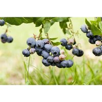 Vaccinium corymbosum 'Duke' 2 l Topf 40- Vaccinium corymbosum 'Duke' 2 l Topf 40- von PFLANZEN-FÜR-DICH.DE