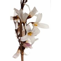 Weiße Forsythie Abeliophyllum distichum C 100- 125 von PFLANZEN-FÜR-DICH.DE