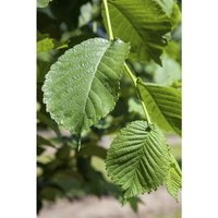 Weißer Maulbeerbaum 'Pendula' Morus alba 'Pendula' 7,5L Sta Krone 1j. 125- Weißer Maulbeerbaum 'Pendula' Morus alba 'Pendula' 7,5L Sta Krone 1j. 125- von PFLANZEN-FÜR-DICH.DE