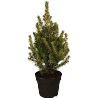 Zuckerhut-Fichte 'Conica' Picea glauca 'Conica' 1L 15- 20 Zuckerhut-Fichte 'Conica' Picea glauca 'Conica' 1L 15- 20 von PFLANZEN-FÜR-DICH.DE