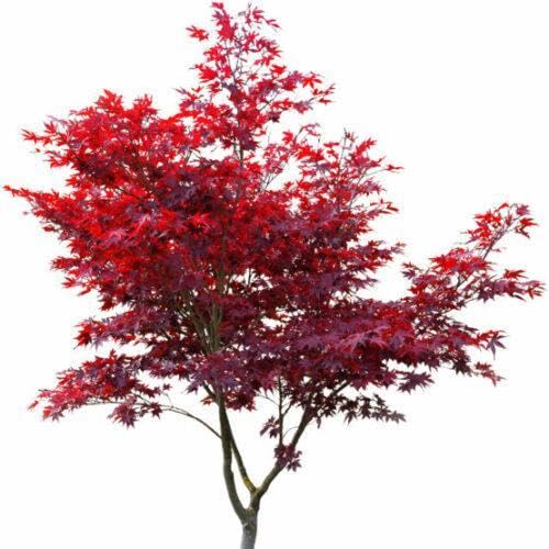 1 Roter Fächerahorn 60-80cm im Topf Ahorn Acer palmatum 'Atropurpureum von PFLANZHITS Ihr Pflanzenpartner