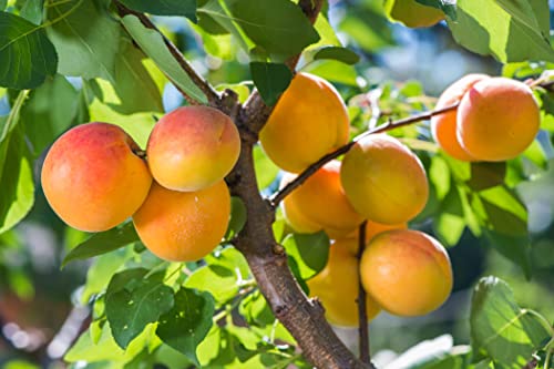 1 Zwerg - Aprikose im großen Topf 40/60cm inkl Dünger Zwergobst Aprikosen Obst Prunus armeniaca von PFLANZHITS Ihr Pflanzenpartner