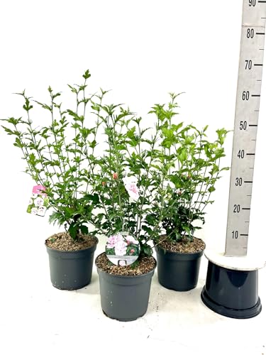 1 x Hibiscus syriacus 'Blue Chiffon' – 40–60 cm ohne Topf gemessen| Winterharter Gartenhibiskus mit Lavendelblüte | 5L Topf | Bienenfreundlich 1 x Hibiscus syriacus 'Blue Chiffon' – 40–60 cm ohne Topf gemessen| Winterharter Gartenhibiskus mit Lavendelblüte | 5L Topf | Bienenfreundlich von PFLANZHITS Ihr Pflanzenpartner