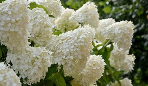 1 x Rispenhortensie 'Limelight' – 60–80 cm, XXL & mega buschig – große Blüten – im 10L Topf – winterhart – Hydrangea paniculata von PFLANZHITS Ihr Pflanzenpartner