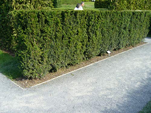 10 Eiben 15-30cm frisch vom Feld Gartenhecke Heckenpflanzen Immergrüne Pflanze Taxus baccata Eibe Wurzelware von PFLANZHITS Ihr Pflanzenpartner