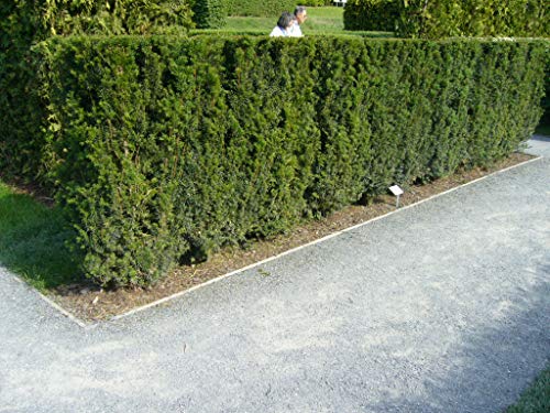 10 Eiben 30-50cm frisch vom Feld Gartenhecke Heckenpflanzen Immergrüne Pflanze Taxus baccata Eibe Wurzelware von PFLANZHITS Ihr Pflanzenpartner