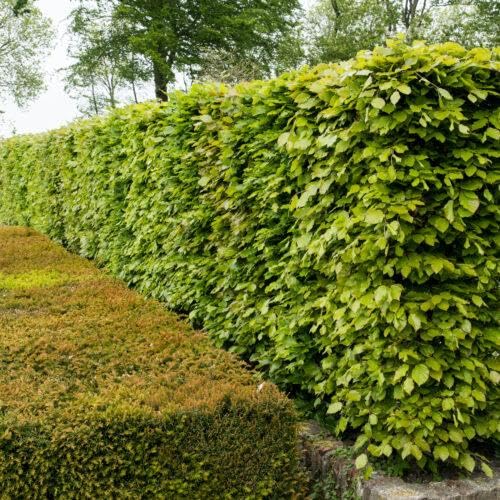10 Fagus sylvatica 60-80cm im Topf – Rotbuche Heckenpflanze | Dicht & schnittverträglich | Ganzjähriger Sichtschutz, robust & winterhart | Hecke | Rotbuchen von PFLANZHITS Ihr Pflanzenpartner