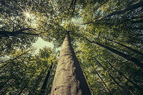 10 Hainbuchen 150-180cm reine Pflanzenhöhe frisch vom Feld Gartenhecke Carpinus betulus Wurzelware von PFLANZHITS Ihr Pflanzenpartner