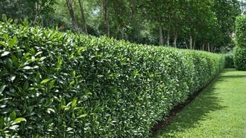 10 Kirschlorbeer „Caucasica“ 70-100cm Heckenpflanzen Prunus Heckenpflanze im großen Topf XXL Bewährte, normalwachsende Kirschlorbeer-Sorte, Forsthart, immergrün ✓ 10 Kirschlorbeer „Caucasica“ 70-100cm Heckenpflanzen Prunus Heckenpflanze im großen Topf XXL Bewährte, normalwachsende Kirschlorbeer-Sorte, Forsthart, immergrün ✓ von PFLANZHITS Ihr Pflanzenpartner