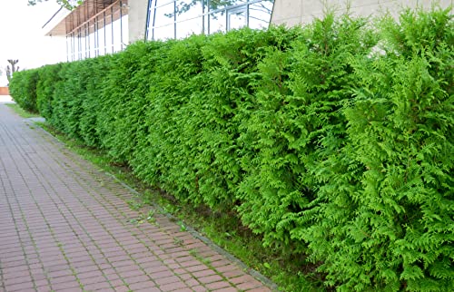 10 Thuja Brabant 80-100cm XXL ohne Topf gemessen frisch vom Feld Gartenhecke Heckenpflanzen Immergrüner Lebensbaum von PFLANZHITS Ihr Pflanzenpartner