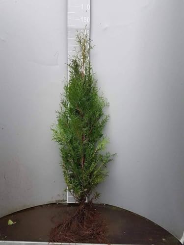 10 Thuja Brabant 100-125cm ohne Wurzel gemessen frisch vom Feld Gartenhecke Heckenpflanzen Immergrüner Lebensbaum Wurzelware von PFLANZHITS Ihr Pflanzenpartner