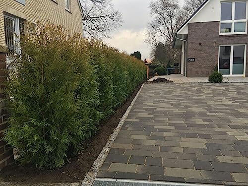 10 Thuja Brabant 140cm ohne Topf gemessen frisch vom Feld Gartenhecke Heckenpflanzen Immergrüner Lebensbaum Super Buschig XXL von PFLANZHITS Ihr Pflanzenpartner