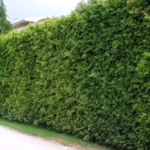 10 Thuja Brabant 80-100cm frisch vom Feld Gartenhecke Heckenpflanzen Immergrüner Lebensbaum Wurzelware Gartenpflanze von PFLANZHITS Ihr Pflanzenpartner
