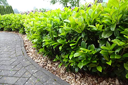 10 x Kirschlorbeer Novita 50-80 cm im Topf | Immergrüne Heckenpflanze schnellwachsend | winterhart & robust | Sichtschutz Lorbeerkirsche sofort pflanzbar 10 x Kirschlorbeer Novita 50-80 cm im Topf | Immergrüne Heckenpflanze schnellwachsend | winterhart & robust | Sichtschutz Lorbeerkirsche sofort pflanzbar von PFLANZHITS Ihr Pflanzenpartner