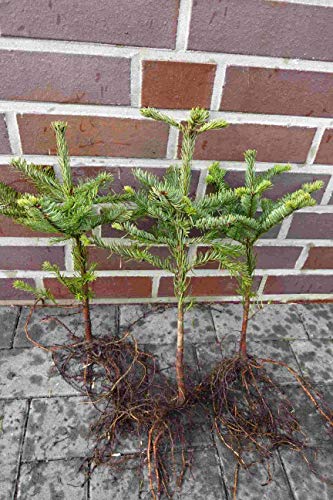 100st. Abies nobilis Edel-Tanne 20-40cm Wurzelware Nobilistanne Silbertanne Edeltanne Abies nobilis Weihnachtsbaum Gestecke von PFLANZHITS Ihr Pflanzenpartner