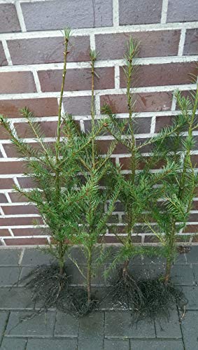 10st. Douglasien 20-40cm Forstpflanzen Pseudotsuga menziesii viridis Douglasie Nadelgehölze Wurzelware von PFLANZHITS Ihr Pflanzenpartner