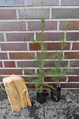 10st. Douglasien 50-80cm im Topf Forstpflanzen Pseudotsuga menziesii viridis Douglasie Nadelgehölze von PFLANZHITS Ihr Pflanzenpartner