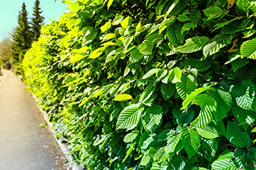10st. Hainbuche 120-150cm Heckenpflanzen Carpinus betulus Hecke Weißbuche Gartenhecke Hainbuchen Wurzelware 10st. Hainbuche 120-150cm Heckenpflanzen Carpinus betulus Hecke Weißbuche Gartenhecke Hainbuchen Wurzelware von PFLANZHITS Ihr Pflanzenpartner