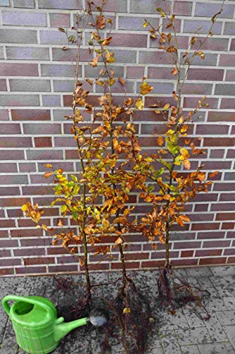 10st. Hainbuche 60-80cm Heckenpflanzen Carpinus betulus Hecke Weißbuche Gartenhecke Hainbuchen Wurzelware von PFLANZHITS Ihr Pflanzenpartner