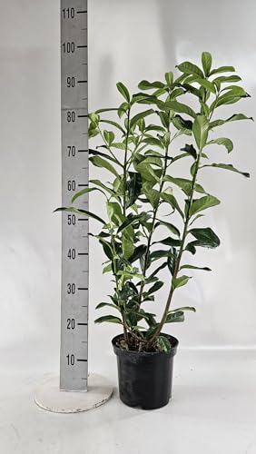 10st. Kirschlorbeer ‘Genolia’ 80-120cm ohne Topf gemessen– Prunus laurocerasus | Schmale, immergrüne Heckenpflanze | Säulenförmig, schnittverträglich & winterhart von PFLANZHITS Ihr Pflanzenpartner