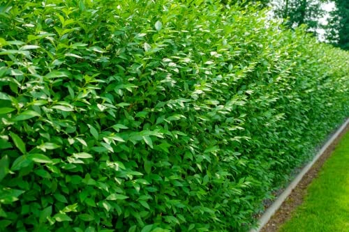 10st. Liguster Atrovirens 100-150cm reine Pflanzhöhe Ligustrum Atrovirens Wurzelware Ligusterhecke Heckenpflanzen von PFLANZHITS Ihr Pflanzenpartner