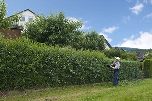 10st. Liguster ovalifolium 80-120cm reine Pflanzhöhe Ligustrum ovalifolium Gartenhecke Wurzelware Heckenpflanzen von PFLANZHITS Ihr Pflanzenpartner