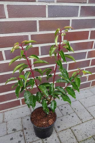 10st. Portugiesischer Kirschlorbeer 40-60cm XXL Buschig im Topf Kirschlorbeer Prunus lusitanica 'Angustifolia' Lorbeer Gartenhecke Sichtschutz von PFLANZHITS Ihr Pflanzenpartner