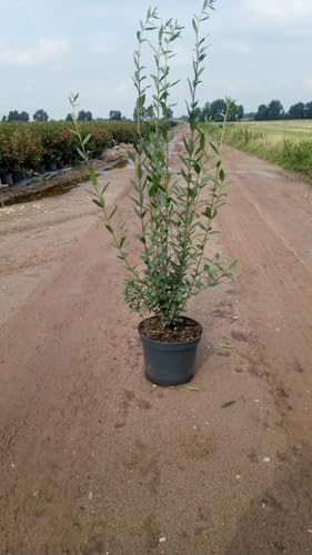 15 Liguster Atrovirens 80-120cm Heckenpflanze – immergrün & winterhart – 3L Topf | schnellwachsend & pflegeleicht | Sichtschutzhecke für Garten – deutsche Baumschulqualität von PFLANZHITS Ihr Pflanzenpartner