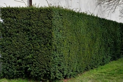 15 Taxus media 'Hilli' 60-80cm ohne Ballen gemessen– Bechereibe | Immergrüne Heckenpflanze & Ziergehölz | Schnittverträglich, winterhart & pflegeleicht“ | Eiben | Heckenpflanzen | Eibe 15 Taxus media 'Hilli' 60-80cm ohne Ballen gemessen– Bechereibe | Immergrüne Heckenpflanze & Ziergehölz | Schnittverträglich, winterhart & pflegeleicht“ | Eiben | Heckenpflanzen | Eibe von PFLANZHITS Ihr Pflanzenpartner
