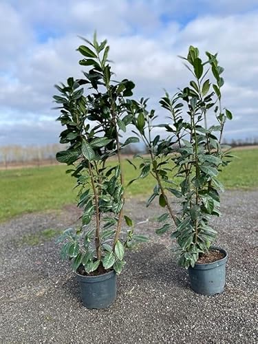 15 x Kirschlorbeer Novita 140-160 cm im Topf | Immergrüne Heckenpflanze schnellwachsend | winterhart & robust | Sichtschutz Lorbeerkirsche sofort pflanzbar 15 x Kirschlorbeer Novita 140-160 cm im Topf | Immergrüne Heckenpflanze schnellwachsend | winterhart & robust | Sichtschutz Lorbeerkirsche sofort pflanzbar von PFLANZHITS Ihr Pflanzenpartner