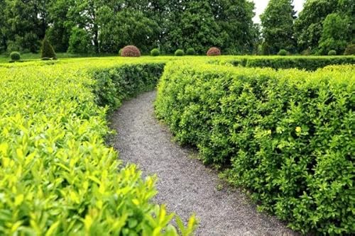 15st. Liguster Atrovirens 140-160cm ohne Topf gemessen | Liguster Atrovirens – Ligustrum vulgare | Wintergrüne Heckenpflanze | Schnellwachsend, robust & schnittverträglich 15st. Liguster Atrovirens 140-160cm ohne Topf gemessen | Liguster Atrovirens – Ligustrum vulgare | Wintergrüne Heckenpflanze | Schnellwachsend, robust & schnittverträglich von PFLANZHITS Ihr Pflanzenpartner